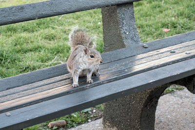 High angle view of squirrel