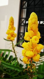 Close-up of yellow flower