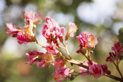 Close-up of pink flowers