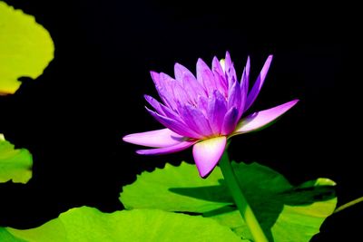 Close-up of lotus water lily