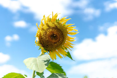 Close-up of sunflower against sky