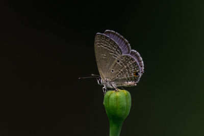 Close-up of butterfly on flower