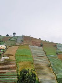 Scenic view of agricultural field against clear sky