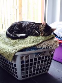 Cat sleeping on tiled floor