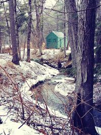 Bare trees by building in forest during winter