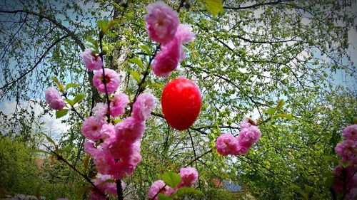 Low angle view of pink flowers growing on tree