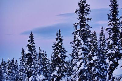 Low angle view of pine trees against sky during winter