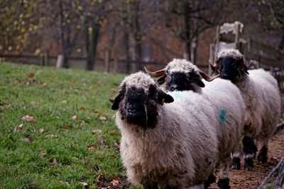 Portrait of a sheep on a field