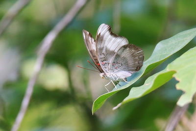 Close-up of butterfly pollinating flower