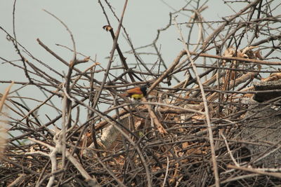 Bird perching on bare tree against sky