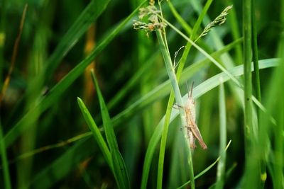 Close-up of insect on grass