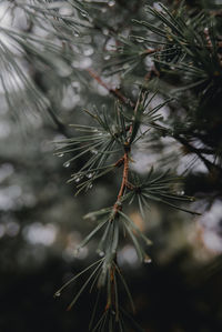 Close-up of pine tree