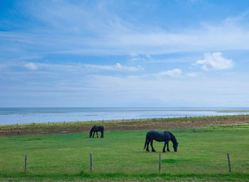 Horses grazing on field by sea against sky