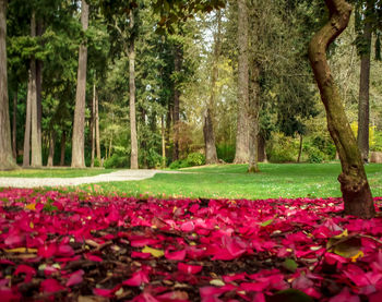 View of flowering trees in park