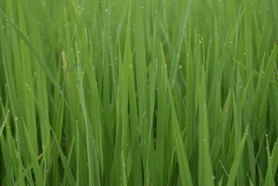 Full frame shot of wet grass on field