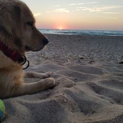 Dog on beach