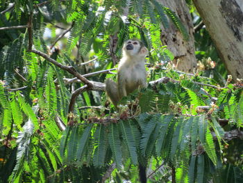 Monkey on tree branch