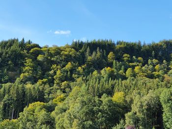 Scenic view of forest against sky