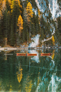 Scenic view of lake in forest