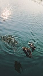 High angle view of duck swimming in lake