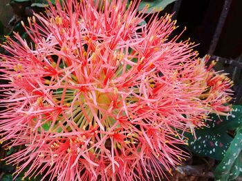 Close-up of red flowers