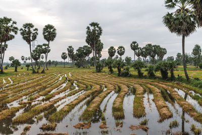 Scenic view of agricultural field against sky