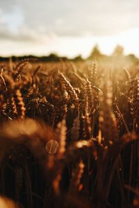 Close-up of wheat growing on field against sky