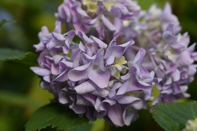 Close-up of purple flowering plant