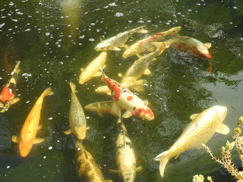 High angle view of koi carps swimming in pond