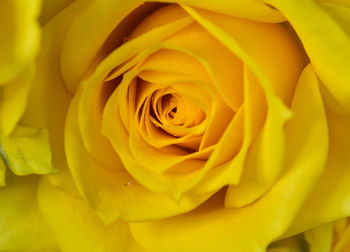 Close up of yellow rose.