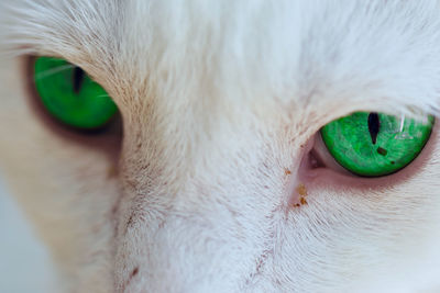 Close-up portrait of a cat