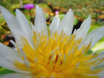 Close-up of yellow flower