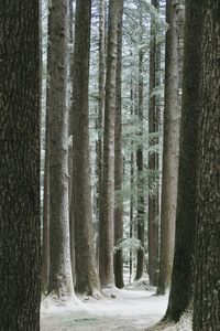 Trees in forest
