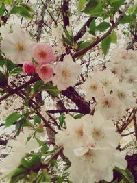 Low angle view of cherry blossom tree