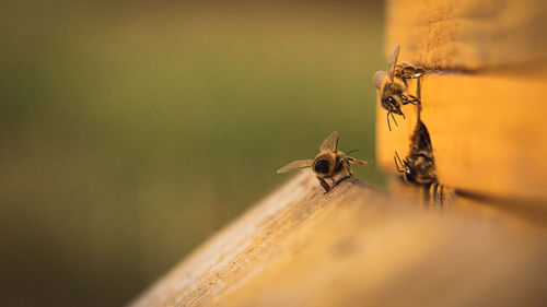 Close-up of bee on wood