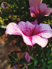 Close-up of pink flowering plant