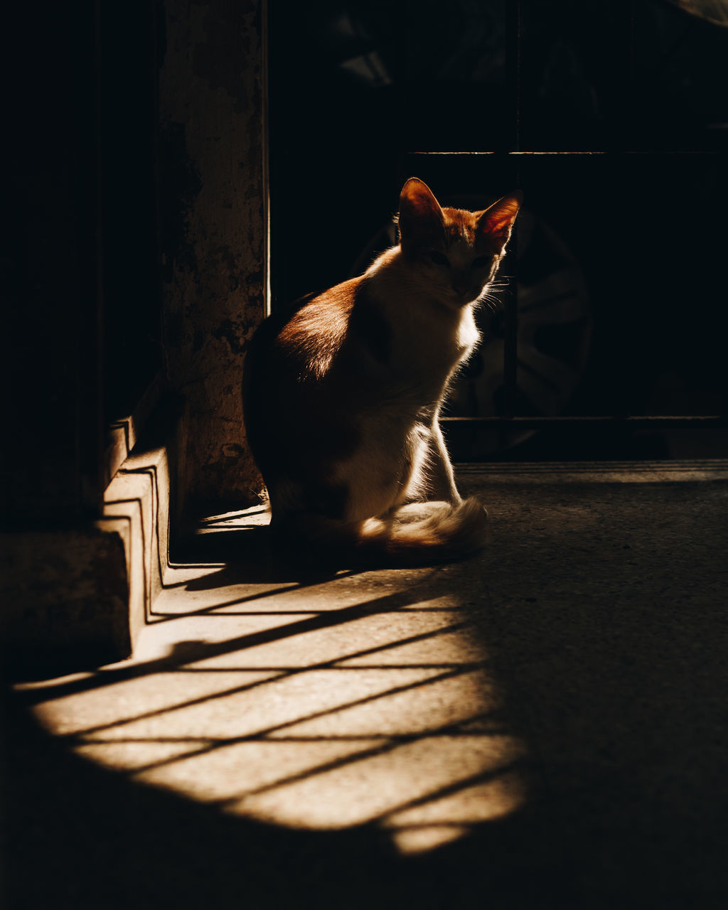 CAT SITTING ON FLOOR IN SUNLIGHT