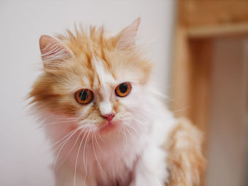 Close-up portrait of white cat at home