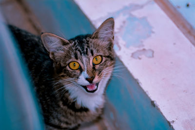 High angle portrait of cat relaxing at home