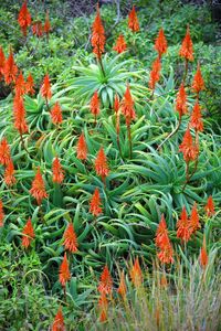 Orange flowers blooming in field