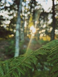 Sunlight streaming through trees in forest