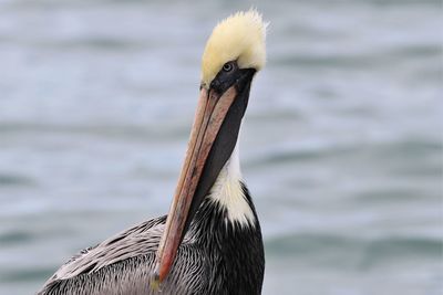 Close-up of a bird