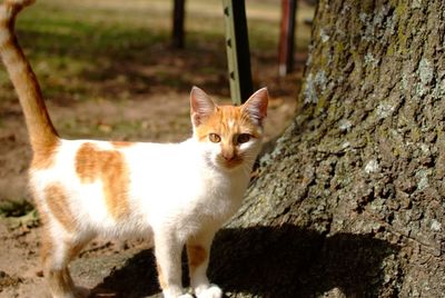 Portrait of cat standing outdoors