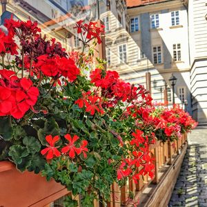 Close-up of red flowering plants