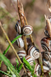 Close-up of snail on plant