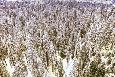 Pine tree in forest during winter