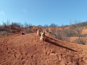 View of an animal on field