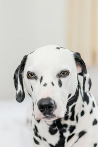 Close-up portrait of dog