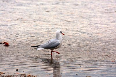 Seagull on a lake