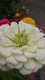 Macro shot of white daisy flower